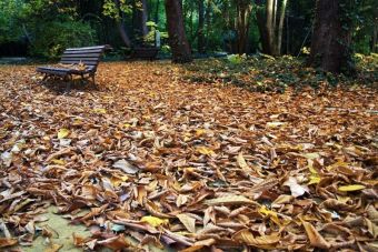 Pequeñas cosas increíbles: Pisar hojas secas