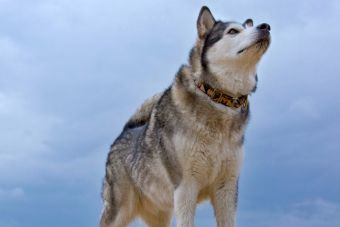 7 razas de perros que parecen lobos - Mascotadictos