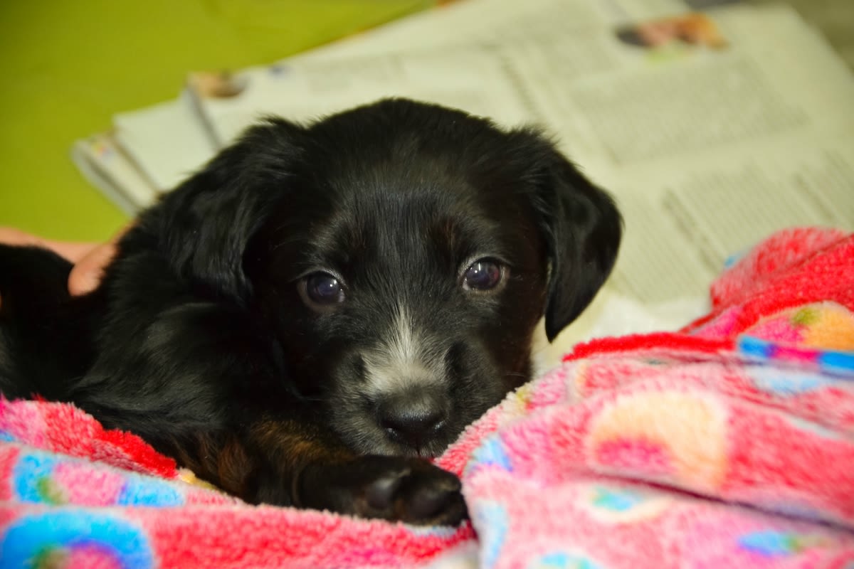 Consejos al traer un nuevo cachorro a casa Mascotadictos