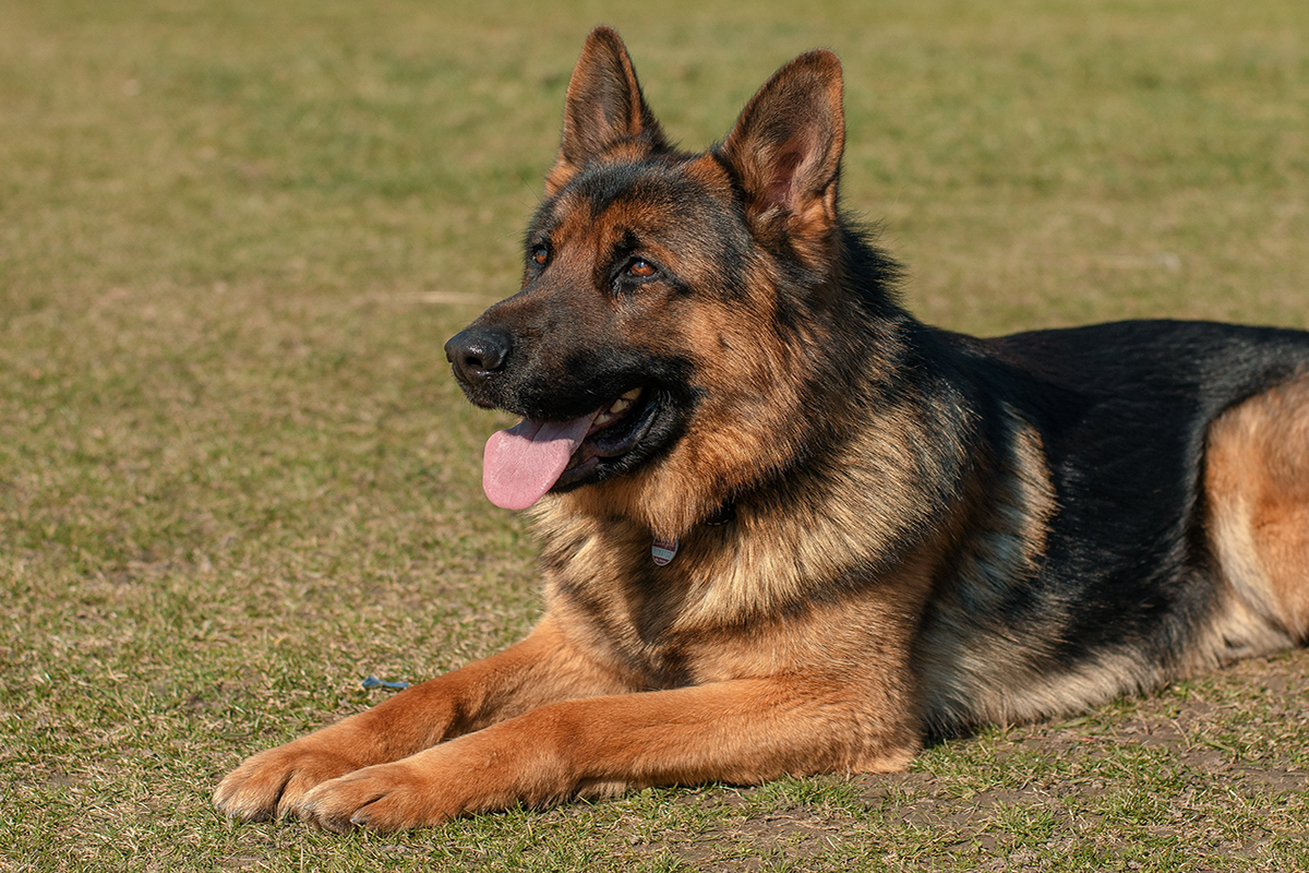 Las 6 razas de perros más grandes - Mascotadictos