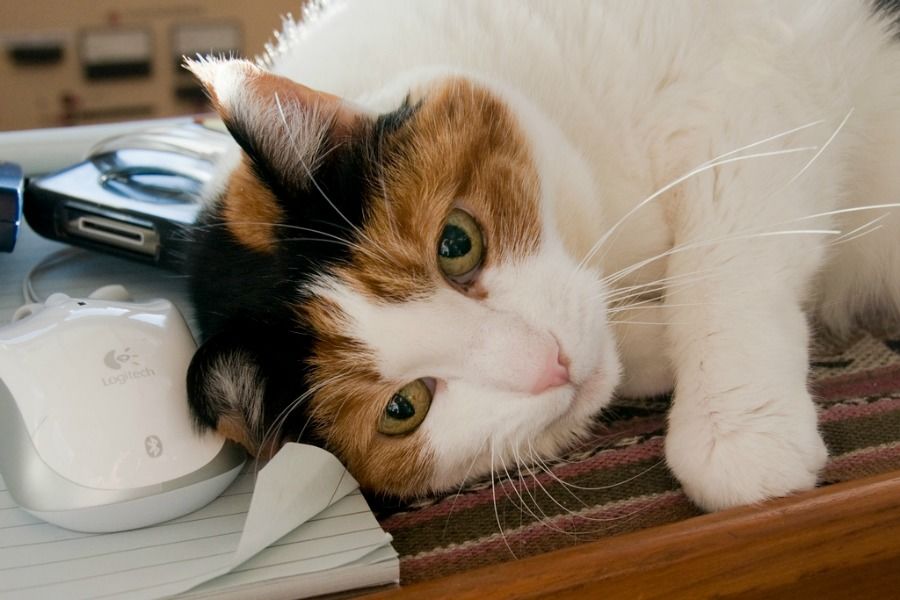 [Video] 7 razones para adoptar un gato - Mascotadictos