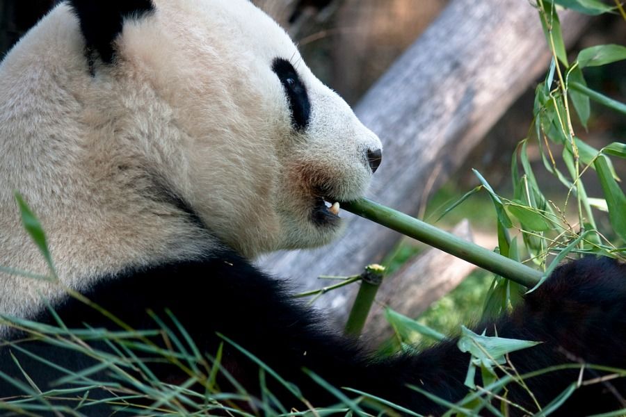 Estudio afirma que el bambú le puede hacer mal a los pandas Mascotadictos