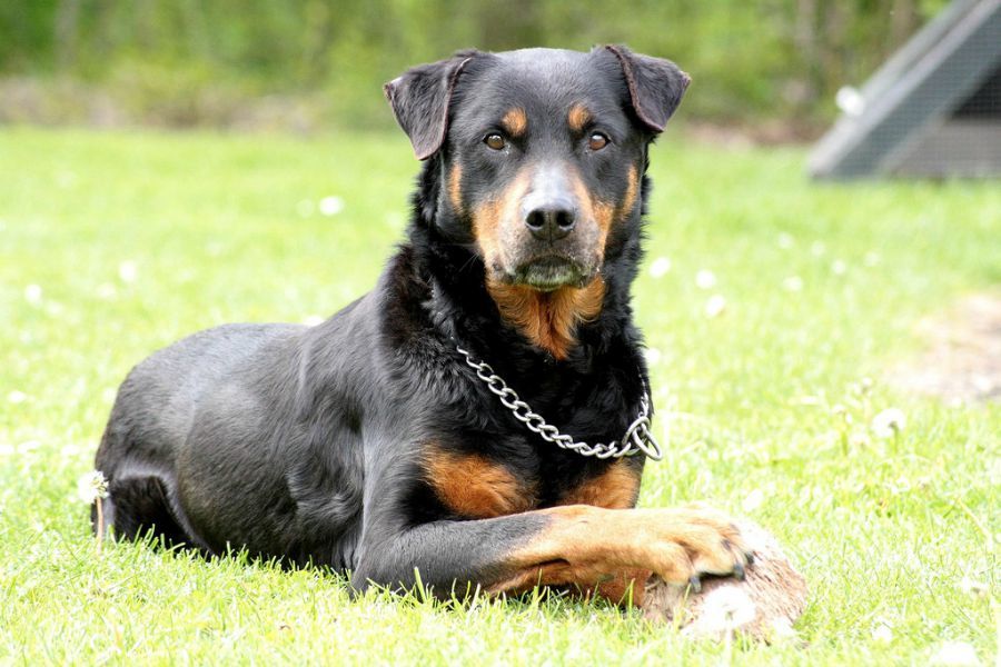 Razas de perros mas obedientes