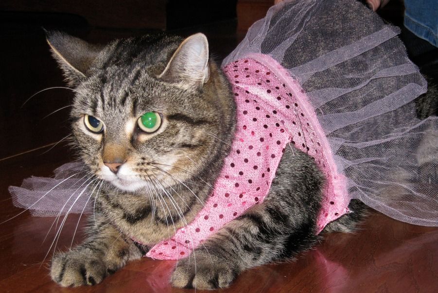 10 Disfraces De Gato Para Un Halloween Perfecto Mascotadictos