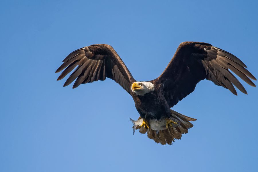 Video] Un águila derribó a un dron en pleno vuelo - Mascotadictos