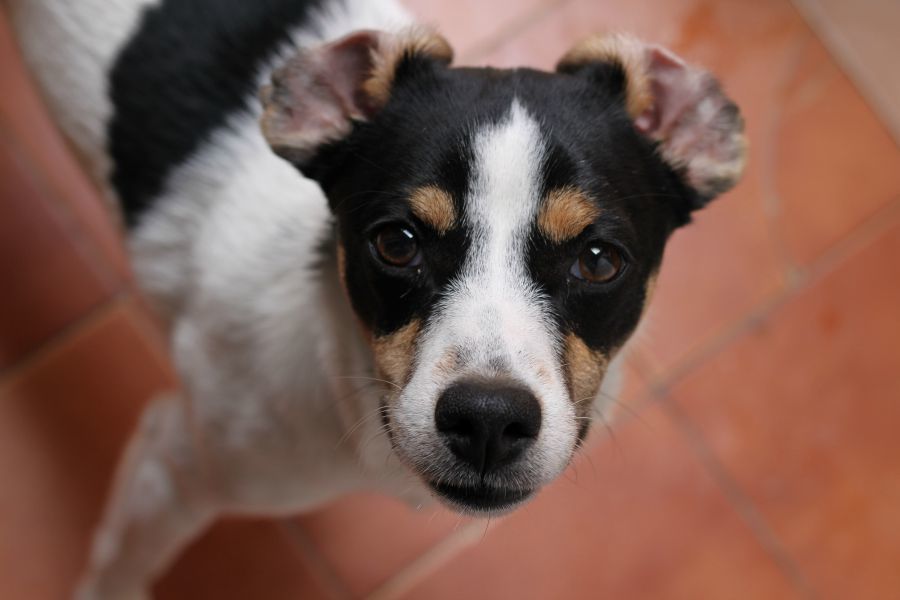 Los 7 perros que forman parte de la Historia de Chile - Mascotadictos