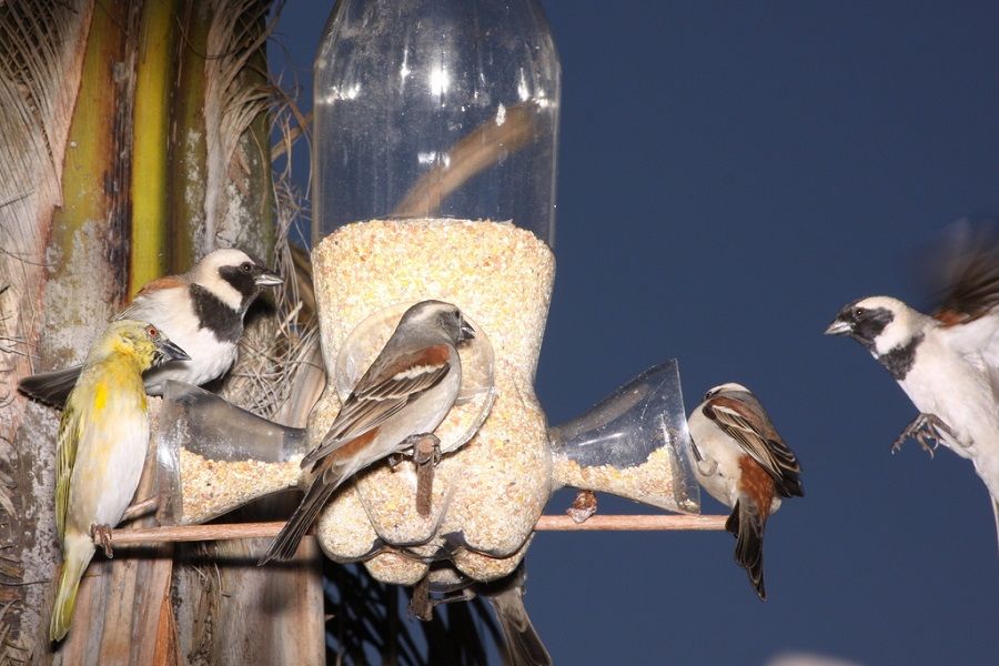 Las mejores 32 ideas de Comederos de aves.  comederos para aves, comederos  para pájaros, casas para pajaros