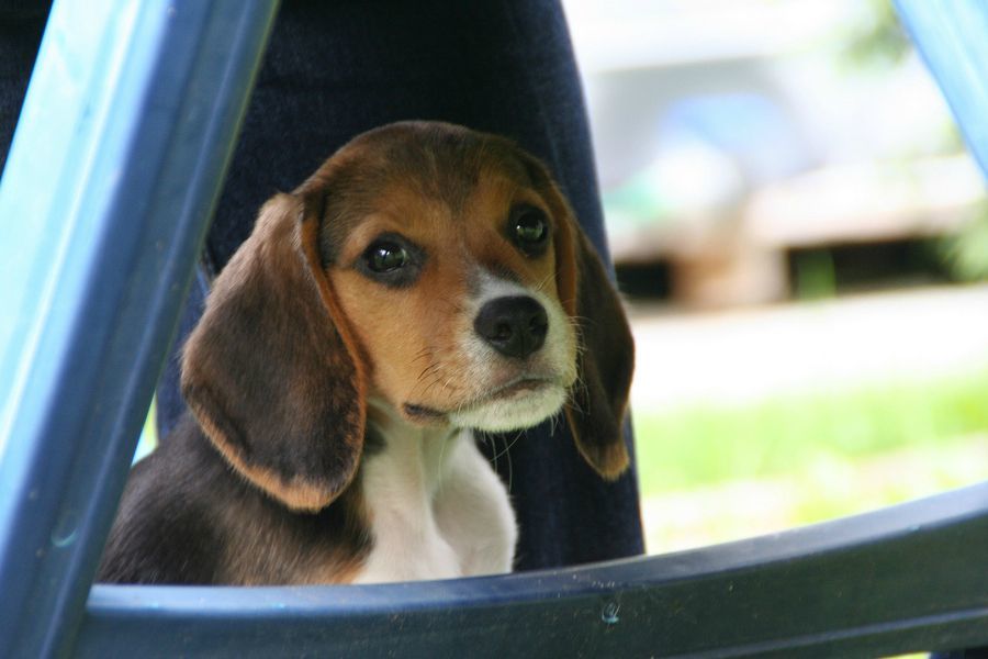 es un beagle harrier una buena mascota