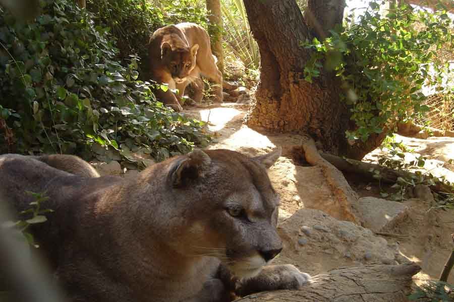 Decisión Mus Modernizar Animal en Peligro de Extinción: Puma Chileno - Mascotadictos