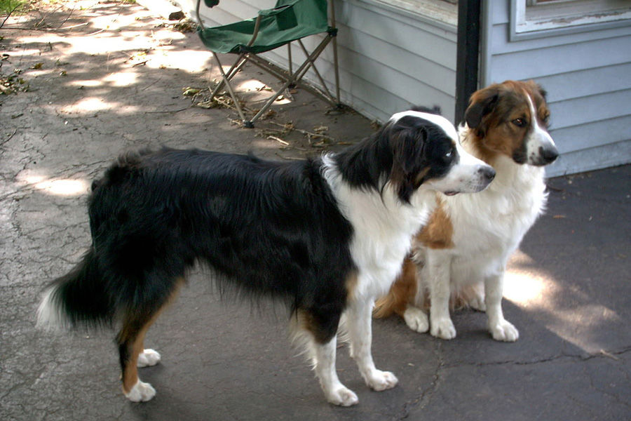 Cachorros bobtail, antiguo pastor ingles, pastor ovejero