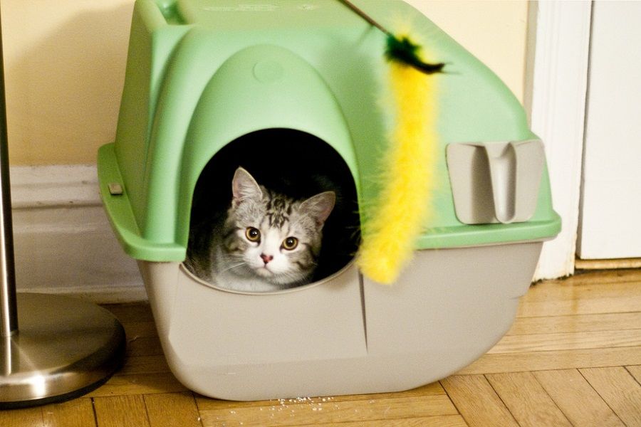 salado Bajo mandato sistema Cajas de arena especiales para tu gato - Mascotadictos
