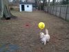 Video: Adorable perrito intenta atrapar un globo atado a su collar