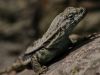 Dos nuevas especies de lagartijas fueron encontradas en la laguna del Laja