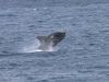 Masiva muerte de ballenas en la región de Aysén