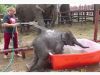 [Video] Bebé Elefante disfrutando de su baño