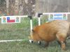 [Video] El zorro Zincha se la juega con el posible campeón de la Copa América