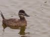 Patos rana del Humedal de Cartagena están siendo asesinados