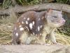 Conoce al marsupial australiano que gusta de los baños comunitarios