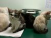 45 gatos han muerto por culpa del Parvovirus en Canadá