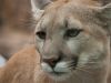 Puma irrumpió en un condominio de Vitacura