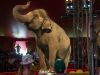 Colombia prohíbe los animales exóticos en los circos