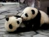 Dos cachorros de panda gigante nacieron en Washington