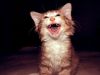 [Video] Los 10 gatos más divertidos de Youtube