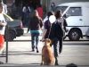 Intervención Urbana de Perritos Abandonados: 