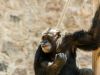 Los chimpancés podrían dejar de ser usados por los laboratorios de Estados Unidos