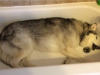Video: Un perro pide que lo bañen