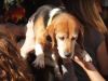 Registro de perritos Beagle liberados de un laboratorio de experimentación animal  (video)