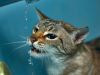 [Video] Los gatos también disfrutan del baño