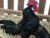 Japoneses analizan el canto de los gallos
