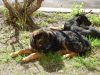 Un pueblo argentino donde hay más perros que personas