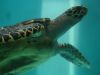 Tortugas marinas se ven amenazadas por el cambio climático