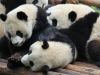 4 cachorros de osos panda nacieron en China