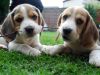 10 curiosidades de los Beagles