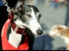 Carreras de perros Galgos: ¿Deporte o Abuso?