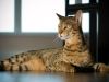 Perfiles: Gato Savannah