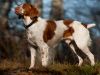 Perfiles: Spaniel Bretón o Brittany