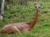 Animales que no creerás que existen: Gerenuk