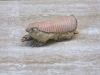 Animales que no creerás que existen: Armadillo Hada Rosa