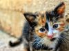 5 videos de gatitos con capacidades diferentes que te harán amar la vida