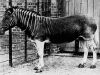 Animales Extintos: Quagga