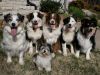 7 razas de perros ideales para personas solteras