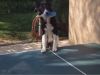 Video: Este perro es seco para el Ping-Pong