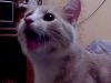 Video: Persik, el gato que se cree perro