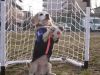 Beagle demuestra su destreza con el balón a días del Mundial de Fútbol