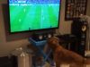 Modo Mundial: Este perrito está más que emocionado viendo un partido de Brasil 2014