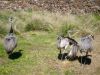 Jauría de perros atacó a 27 ñandúes en Zoológico de Mendoza